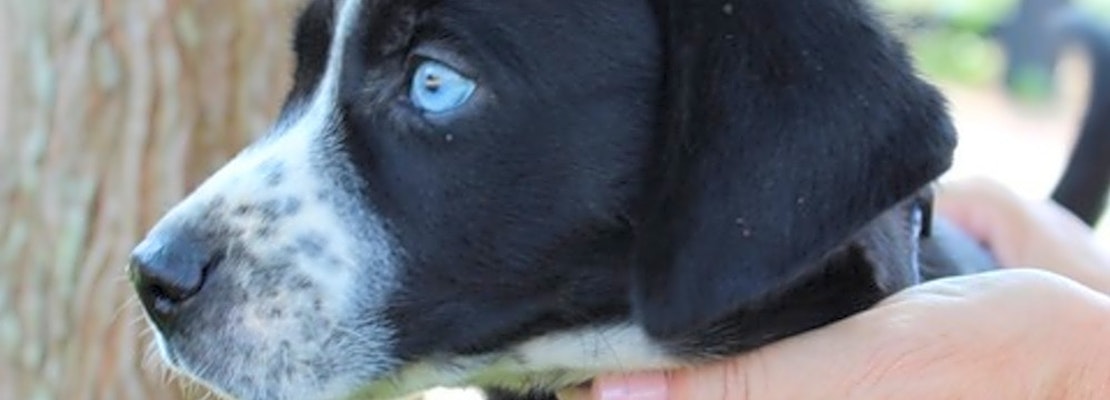 4 perfect puppies to adopt now in Atlanta