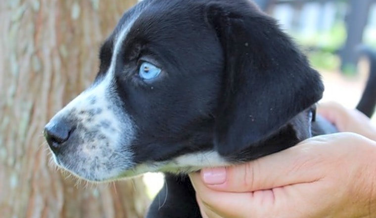 4 perfect puppies to adopt now in Atlanta