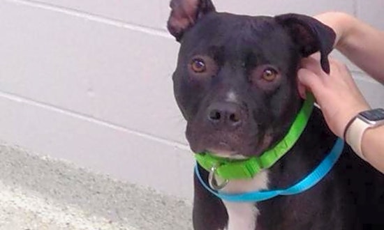 Want to adopt a pet? Here are 3 delightful doggies to adopt now in Jacksonville