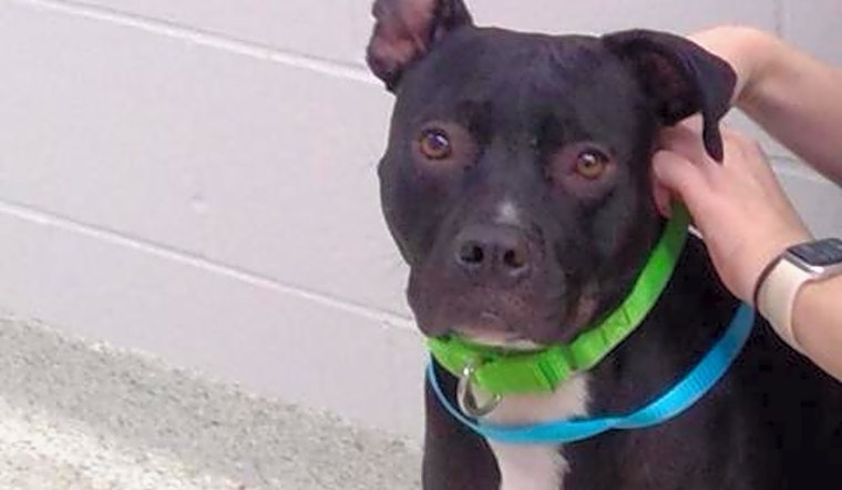 Want to adopt a pet? Here are 3 delightful doggies to adopt now in Jacksonville