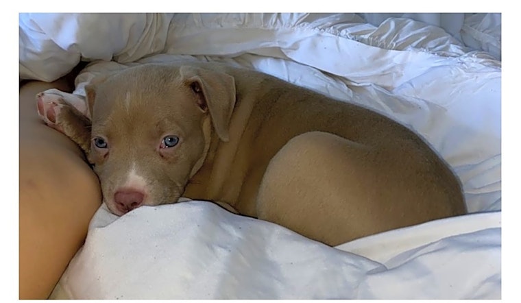 5 perfect puppies to adopt now in Orlando