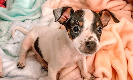 These Miami-based puppies are up for adoption and in need of a good home