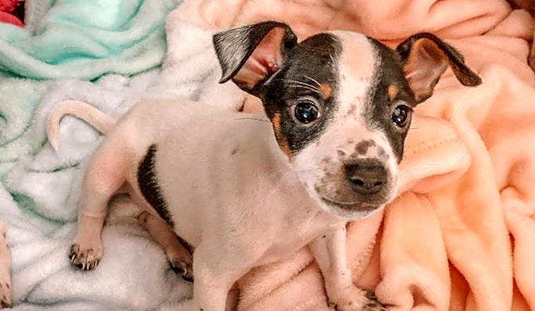 These Miami-based puppies are up for adoption and in need of a good home