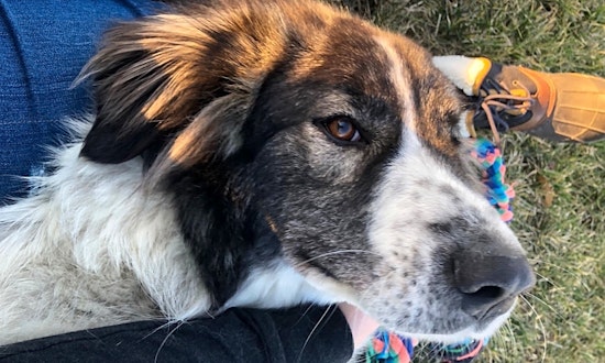 Looking to adopt a pet? Here are 6 lovable pups to adopt now in Indianapolis