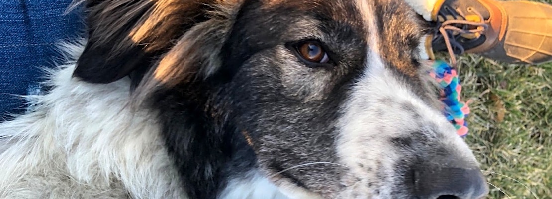 Looking to adopt a pet? Here are 6 lovable pups to adopt now in Indianapolis