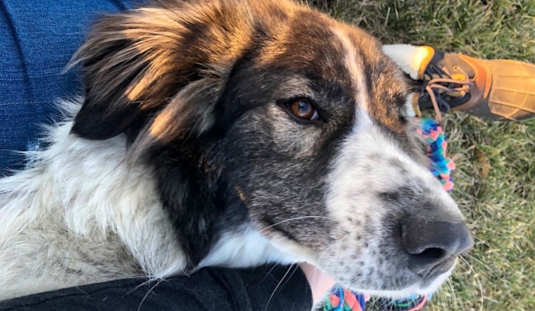 Looking to adopt a pet? Here are 6 lovable pups to adopt now in Indianapolis