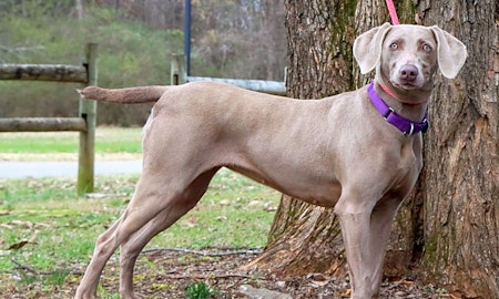 7 lovable pups to adopt now in Nashville