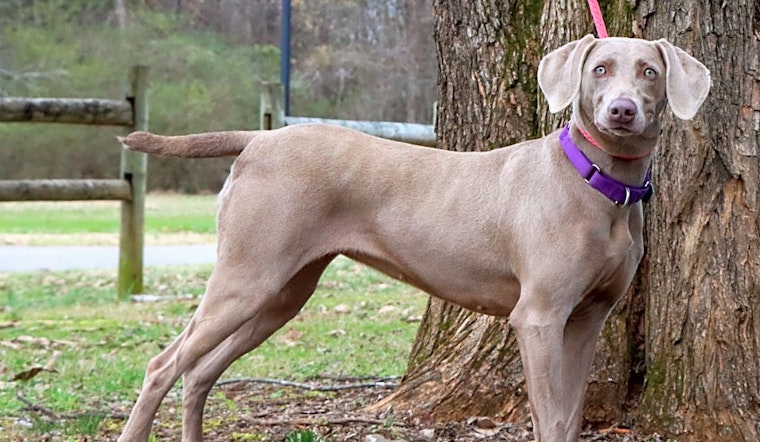 7 lovable pups to adopt now in Nashville