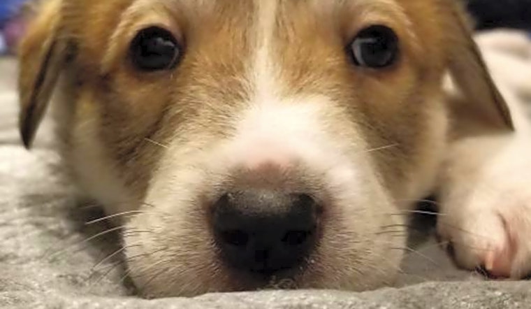 7 cuddly canines to adopt now in Minneapolis