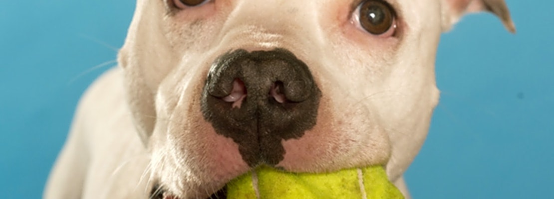 7 lovable pups to adopt now in Chicago