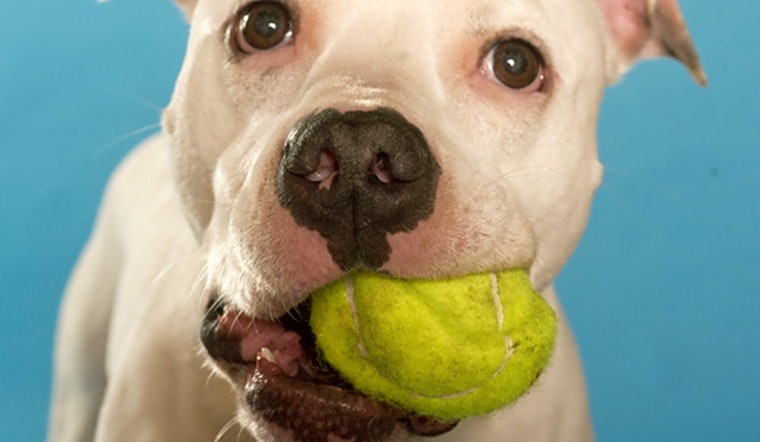 7 lovable pups to adopt now in Chicago