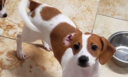 5 perfect puppies to adopt now in St. Louis