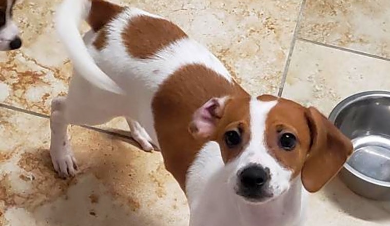 5 perfect puppies to adopt now in St. Louis