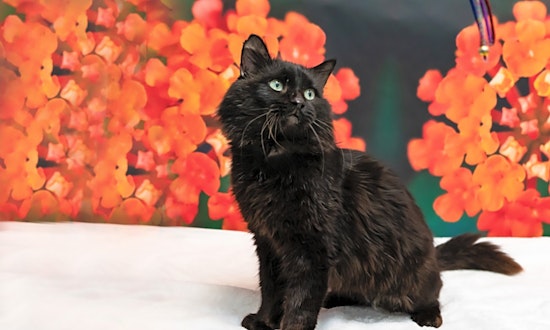 Looking to adopt a pet? Here are 7 lovable kitties to adopt now in Houston