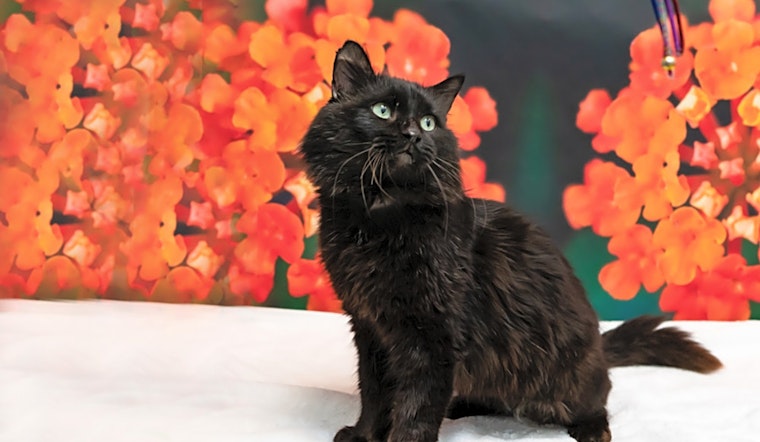 Looking to adopt a pet? Here are 7 lovable kitties to adopt now in Houston