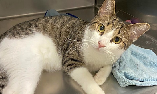 These San Antonio-based cats are up for adoption and in need of a good home