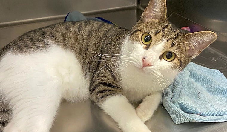 These San Antonio-based cats are up for adoption and in need of a good home