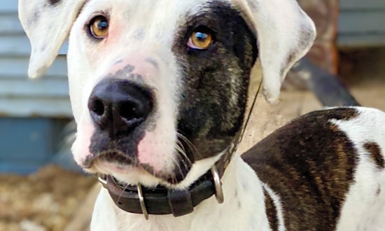 Always wanted a pet? Here are 7 cuddly canines to adopt now in Dallas