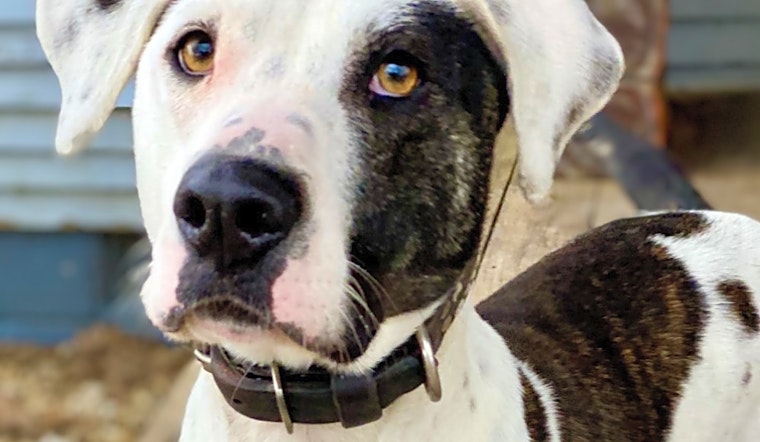 Always wanted a pet? Here are 7 cuddly canines to adopt now in Dallas