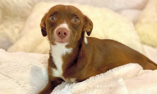 7 precious pups to adopt now in Fort Worth