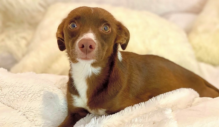 7 precious pups to adopt now in Fort Worth