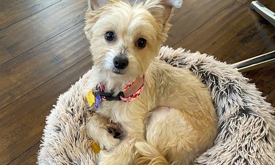 7 lovable pups ready to adopt now in Plano