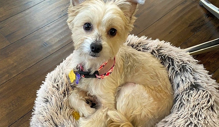 7 lovable pups ready to adopt now in Plano