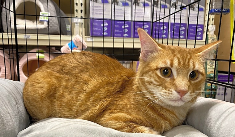 3 lovable kitties to adopt now in Arlington
