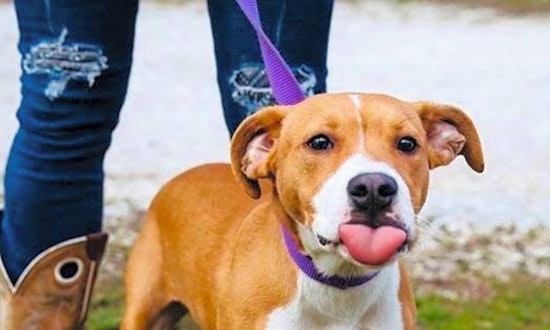 These Denver-based pups are up for adoption and in need of good homes