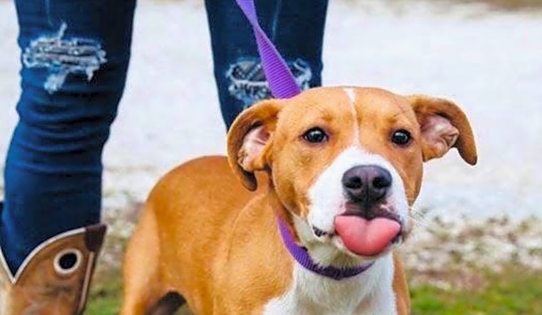 These Denver-based pups are up for adoption and in need of good homes