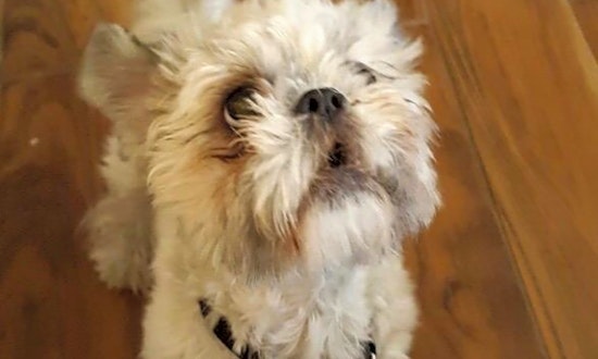Want to adopt a pet? Here are 5 lovable pups to adopt now in Las Vegas