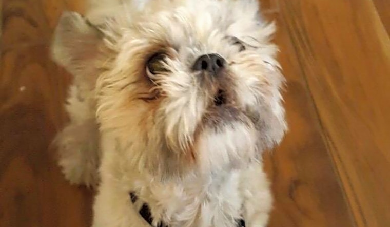 Want to adopt a pet? Here are 5 lovable pups to adopt now in Las Vegas