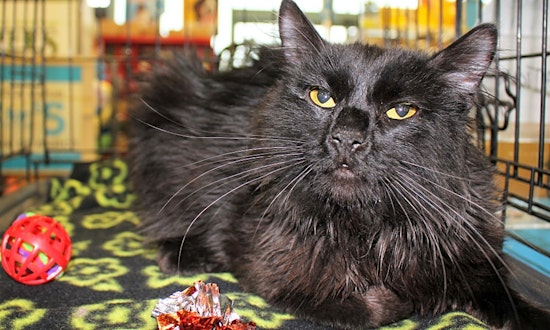 4 cute-as-can-be kittens to adopt now in Phoenix
