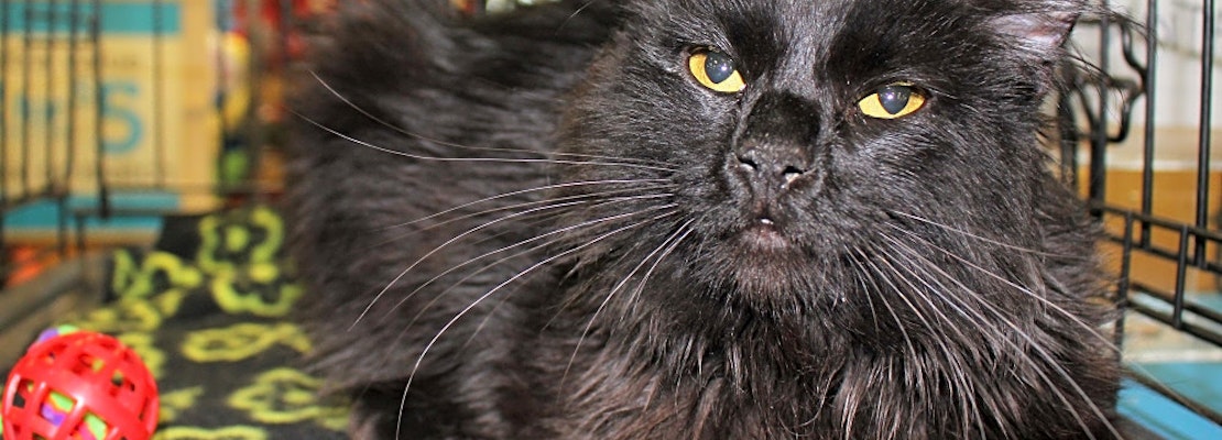 4 cute-as-can-be kittens to adopt now in Phoenix