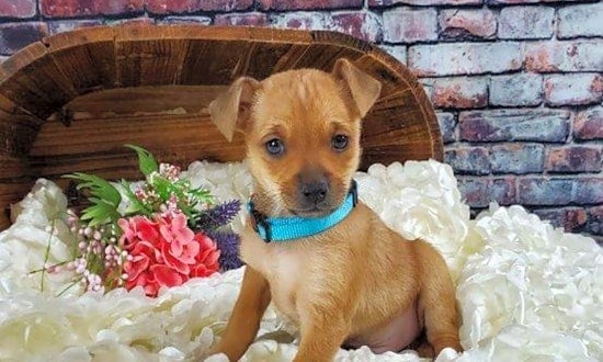 Looking to adopt a pet? Here are 3 cuddly canines to adopt now in Mesa