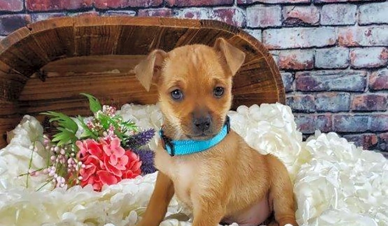 Looking to adopt a pet? Here are 3 cuddly canines to adopt now in Mesa