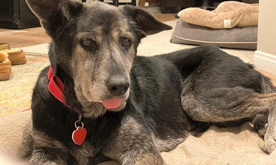 These Los Angeles-based dogs are up for adoption and in need of a good home