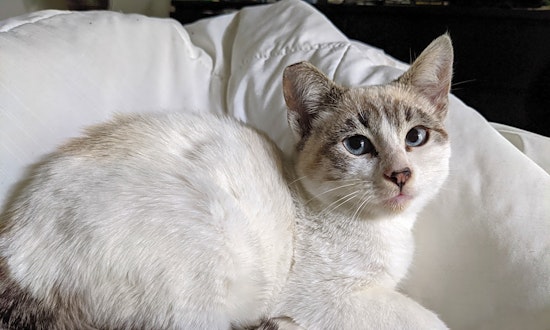 Here are 6 cute-as-can-be cats to adopt now in Long Beach
