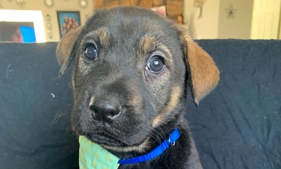 4 cute pups to adopt in Santa Ana
