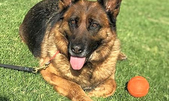 Looking to adopt a pet? Here are 3 lovable dogs to adopt now in Irvine
