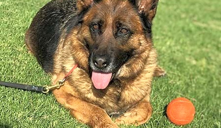 Looking to adopt a pet? Here are 3 lovable dogs to adopt now in Irvine
