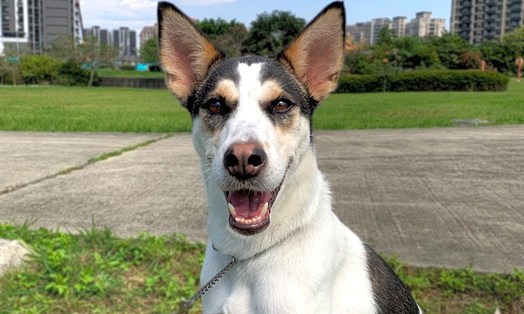 Want to adopt a pet? Here are 6 lovable pups to adopt now in San Francisco