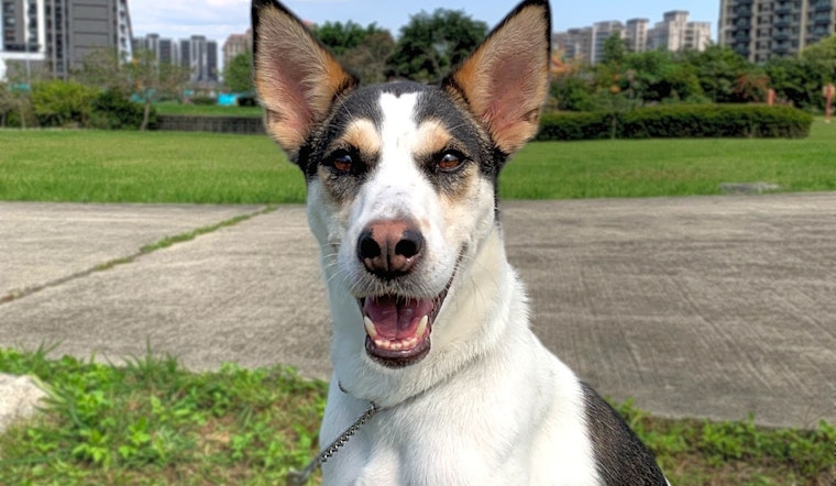 Want to adopt a pet? Here are 6 lovable pups to adopt now in San Francisco