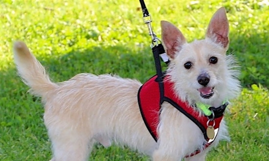 These Oakland-based dogs are up for adoption and in need of a good home