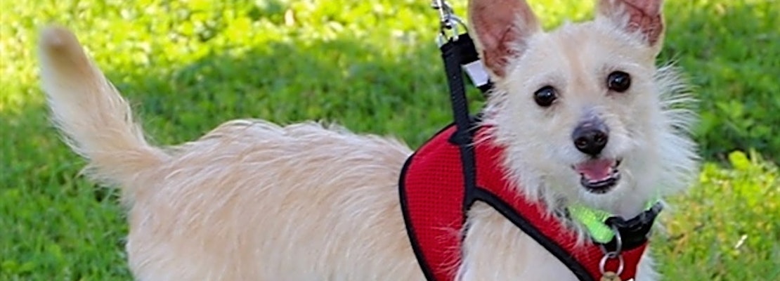 These Oakland-based dogs are up for adoption and in need of a good home