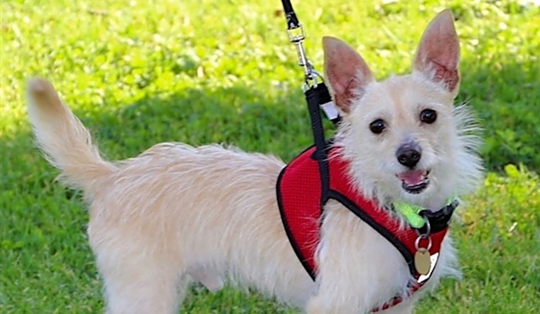 These Oakland-based dogs are up for adoption and in need of a good home