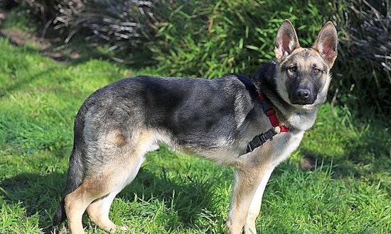 These Berkeley-based puppies are up for adoption and in need of a good home