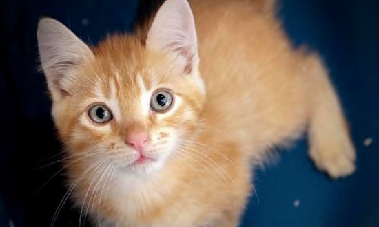 These San Jose-based kitties are up for adoption and in need of a good home