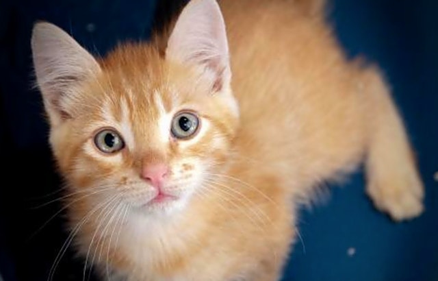 These San Jose-based kitties are up for adoption and in need of a good home