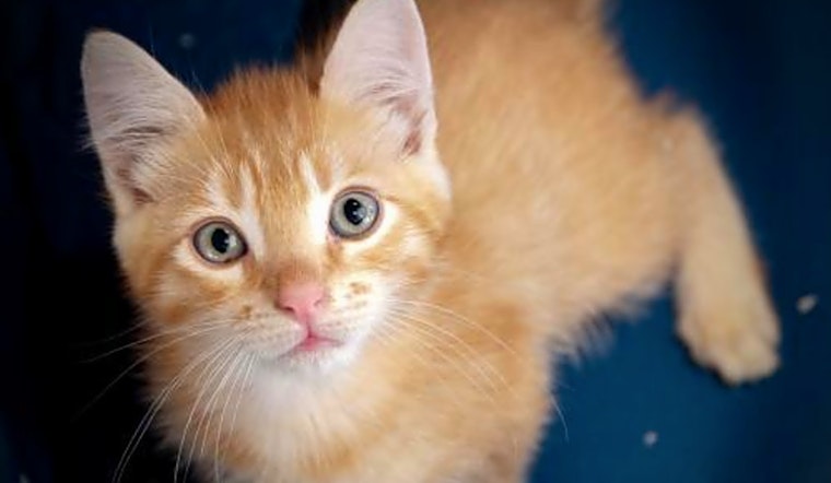 These San Jose-based kitties are up for adoption and in need of a good home
